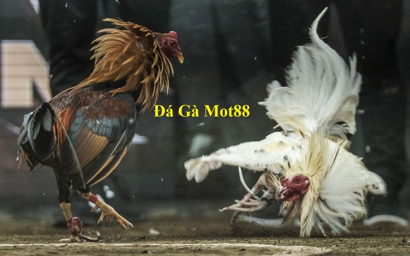 Giới thiệu Mot88 thương hiệu nhà cái uy tín hàng đầu Châu Á - Cosmic99 Giới thiệu Mot88 thương hiệu nhà cái uy tín hàng đầu Châu Á - Cosmic99